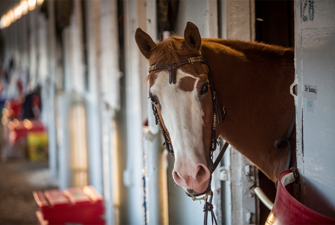 An image of Bertila Quinteros's favorite horse, a brown horse with a large, white spot covering most of its face.