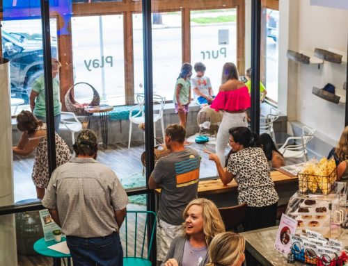 Inside Louisville’s Cat Café Helping More Than 18,000 Cats Find Loving Homes